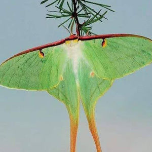 Meet your Posher, Anny